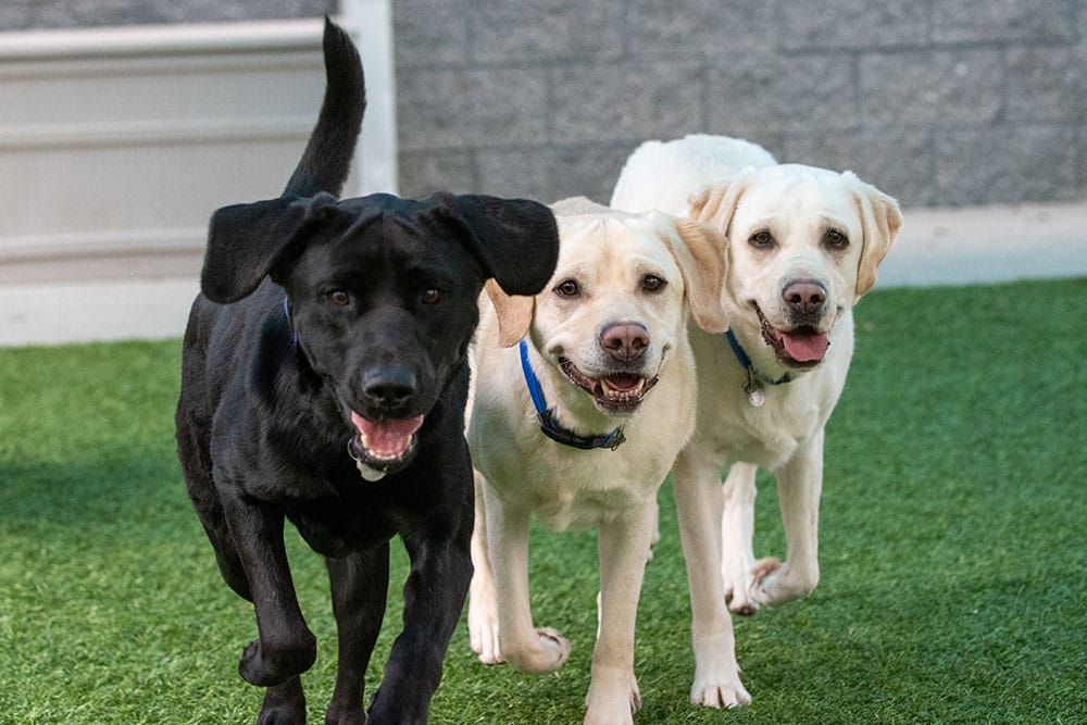 Two yellow and one black lab in a grassy yard
