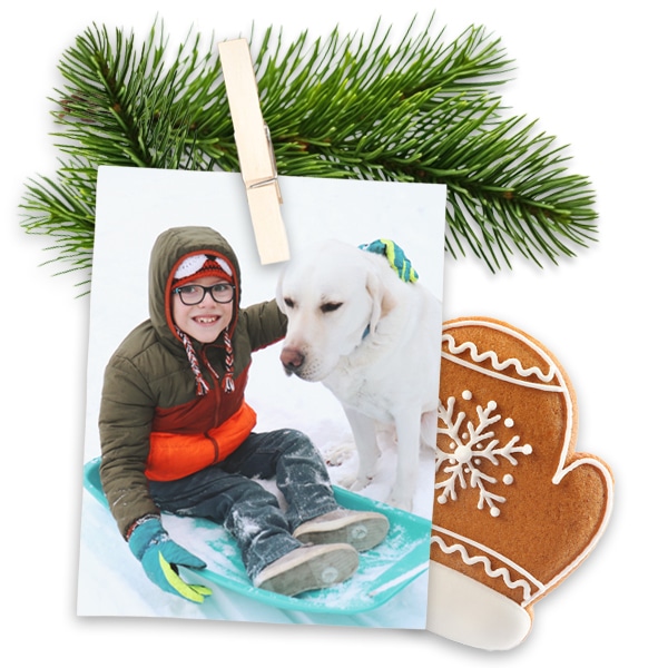 A smiling boy with a yellow lab service dog wearing a blue vest - the image is pinned to evergreen with a gingerbread cookie behind