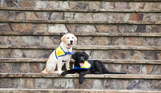puppies on stairs