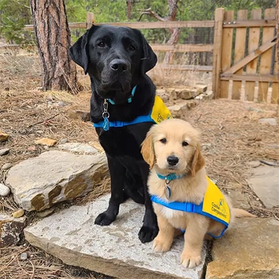 Black Labrador retriever and yellow golden retriever puppies sitting on a rock wearing yellow vests