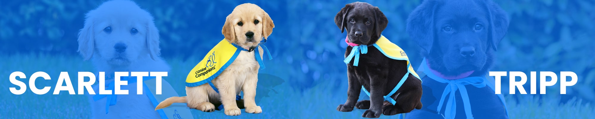 Header image with yellow puppy Scarlett and black puppy Tripp wearing vests.