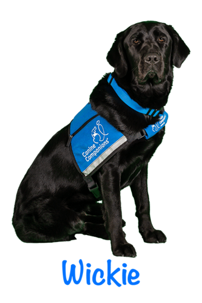 black lab service dog in a blue vest with the name Wickie beneath